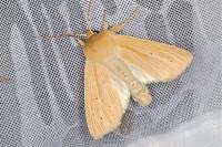 Mythimna pallens