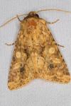 Conisania luteago olbiena
