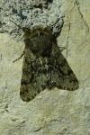 Apocheima hispidaria