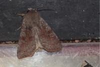 Orthosia incerta