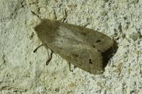 Anorthoa munda