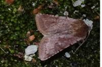 Cerastis rubricosa