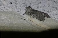Achlya flavicornis