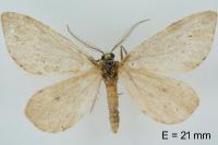 Eumannia oranaria