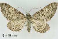 Eupithecia graphata