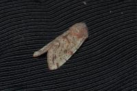 Orthosia incerta