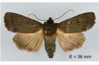 Amphipyra tragopoginis