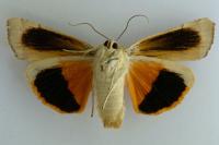 Noctua tirrenica