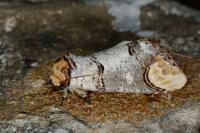 Phalera bucephala