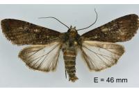 Peridroma saucia