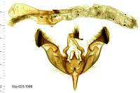 Peridroma saucia