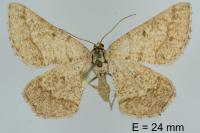 Isturgia murinaria