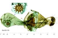 Isturgia murinaria