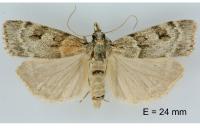 Scoparia subfusca