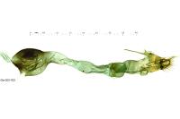 Scoparia subfusca