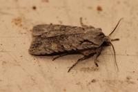 Lithophane ornitopus
