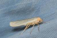 Eilema caniola