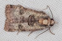 Epilecta linogrisea