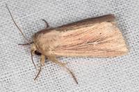 Mythimna congrua