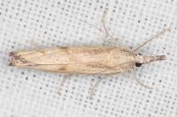 Agriphila inquinatella
