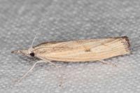 Agriphila inquinatella