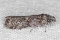 Phycita torrenti