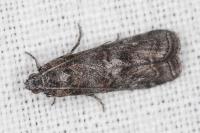 Phycita torrenti