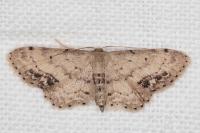 Idaea dimidiata