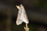 Alsophila aescularia