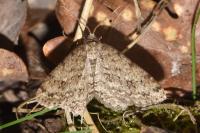 Ectropis crepuscularia