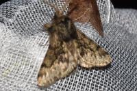 Apocheima hispidaria