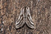 Lycia zonaria