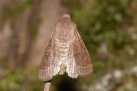 Orthosia cerasi