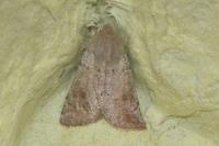 Orthosia cruda