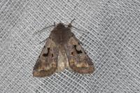 Orthosia gothica