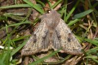 Orthosia incerta