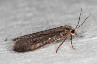 Apaidia mesogona