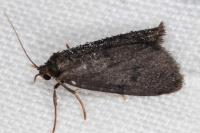 Apaidia mesogona