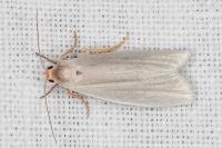 Indalia uniola