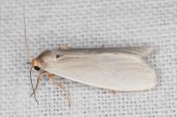 Indalia uniola