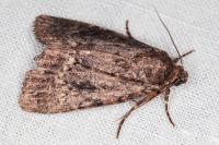 Amphipyra pyramidea