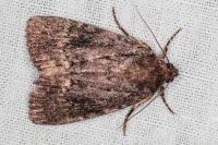 Amphipyra pyramidea