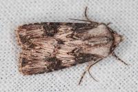 Agrotis catalaunensis