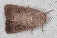 Hoplodrina ambigua