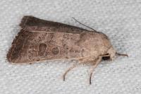 Hoplodrina ambigua