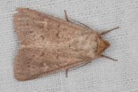 Mythimna ferrago