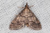 Metasia cuencalis bourgognei