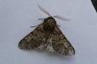 Biston strataria