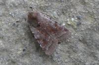 Cerastis rubricosa