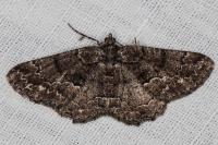 Peribatodes ilicaria ilicaria
